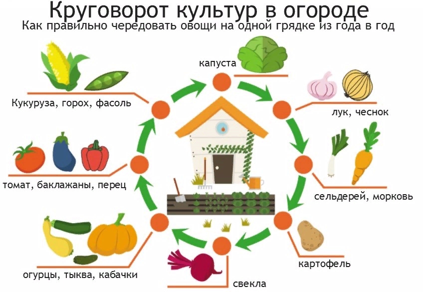 Круговорот овощей в огороде