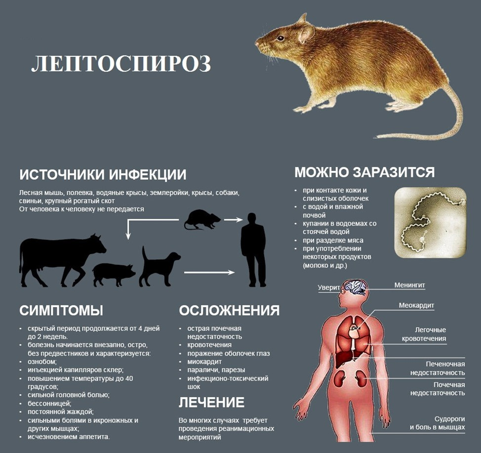 1 из 100 тысяч, или что такое лептоспироз и как им не заболеть? |  10.10.2023 | Старощербиновская - БезФормата